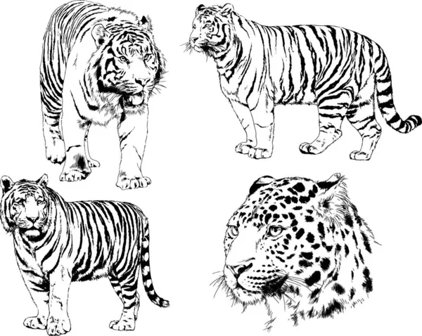 Uppsättning Vektorritningar Temat Rovdjur Tigrar Ritas För Hand Med Bläck — Stock vektor