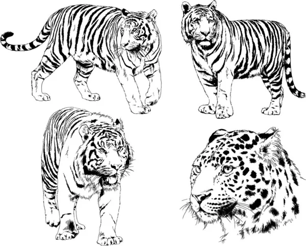 Set Vector Drawings Theme Predators Tigers Drawn Hand Ink Tattoo — Stock Vector