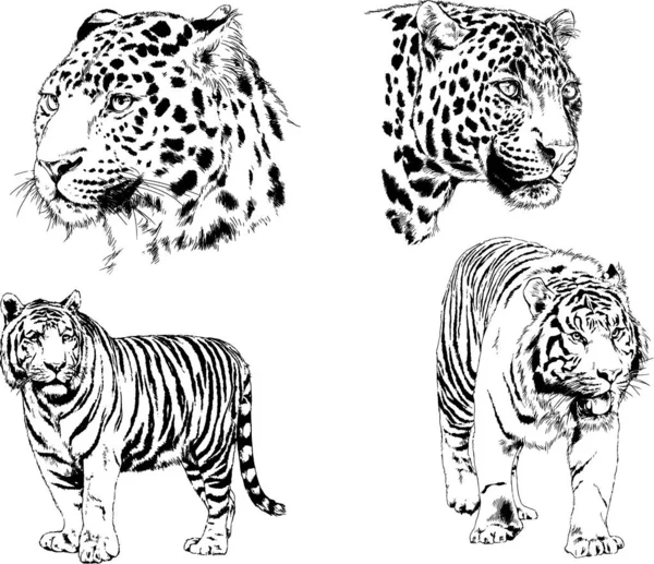 Set Vector Drawings Theme Predators Tigers Drawn Hand Ink Tattoo — Stock Vector