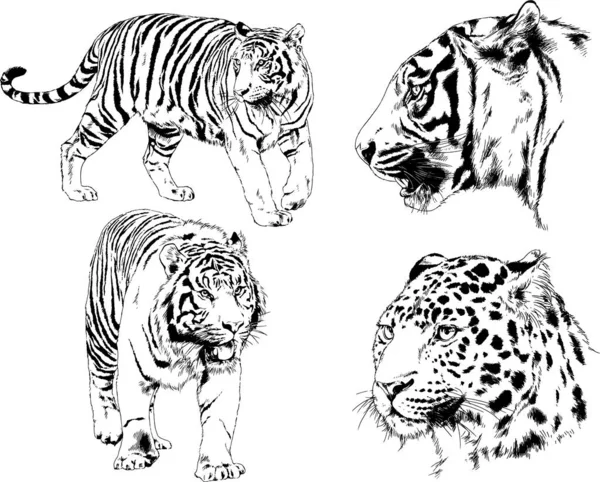 Ensemble Dessins Vectoriels Sur Thème Des Prédateurs Tigres Sont Dessinés — Image vectorielle