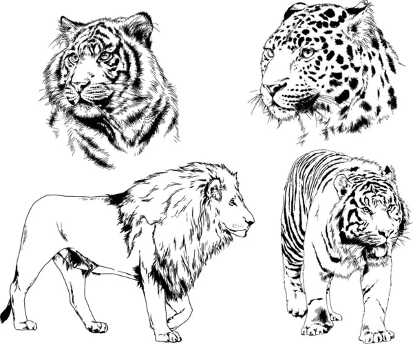 Ensemble Dessins Vectoriels Sur Thème Des Prédateurs Tigres Sont Dessinés — Image vectorielle