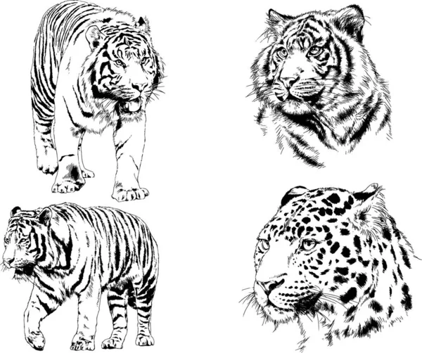 Serie Disegni Vettoriali Sul Tema Dei Predatori Tigri Sono Disegnati — Vettoriale Stock