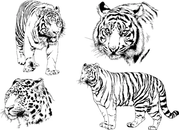 Set Vector Drawings Theme Predators Tigers Drawn Hand Ink Tattoo — Stock Vector