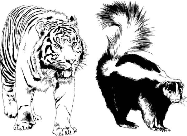 Set Vector Drawings Theme Predators Tigers Drawn Hand Ink Tattoo — Stock Vector