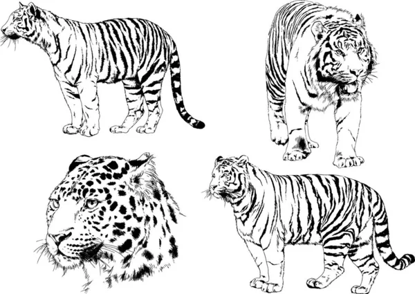 Ensemble Dessins Vectoriels Sur Thème Des Prédateurs Tigres Sont Dessinés — Image vectorielle