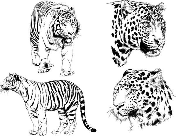 Ensemble Dessins Vectoriels Sur Thème Des Prédateurs Tigres Sont Dessinés — Image vectorielle