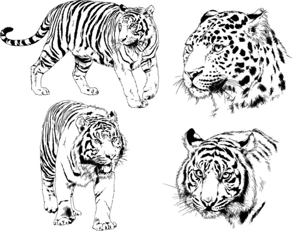 Set Vector Drawings Theme Predators Tigers Drawn Hand Ink Tattoo — Stock Vector