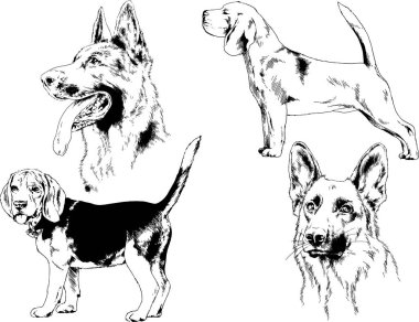 vektör çizim cins köpekler mürekkeple elle çizilmiş raflar içinde skeçler, arka plan ile obje