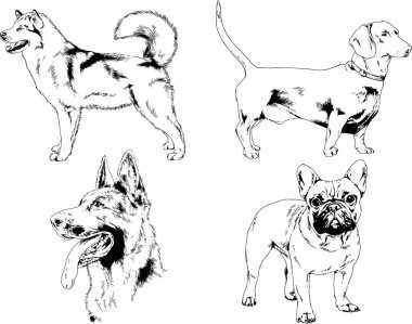 vektör çizim cins köpekler mürekkeple elle çizilmiş raflar içinde skeçler, arka plan ile obje