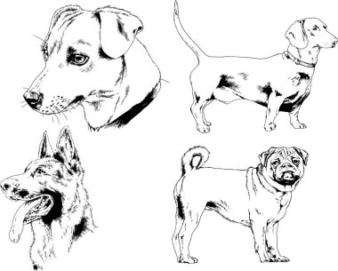 vektör çizim cins köpekler mürekkeple elle çizilmiş raflar içinde skeçler, arka plan ile obje