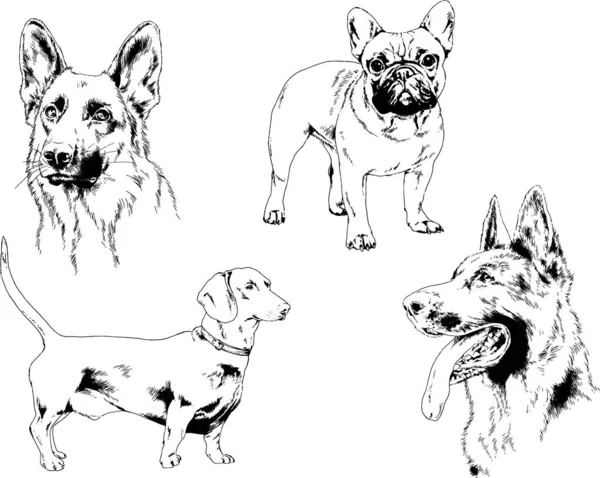 Dessins Vectoriels Croquis Chiens Pedigree Dans Les Supports Dessinés Encre — Image vectorielle