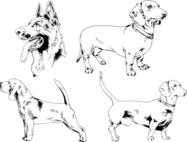 Dessins Vectoriels Croquis Chiens Pedigree Dans Les Supports Dessinés Encre — Image vectorielle