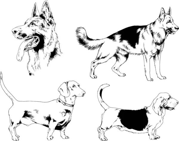 Dessins Vectoriels Croquis Chiens Pedigree Dans Les Supports Dessinés Encre — Image vectorielle