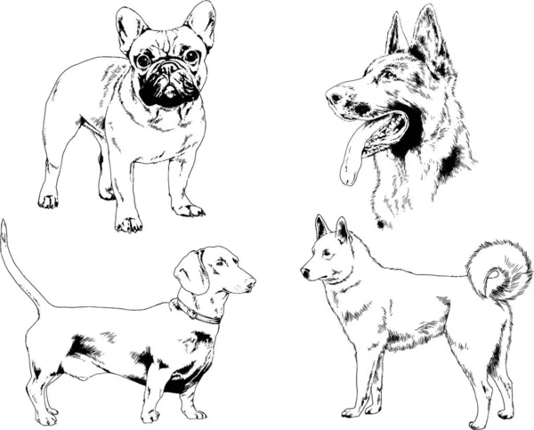 ベクター描画インクで手書きのラックの血統の犬をスケッチ 背景がないオブジェクト — ストックベクタ