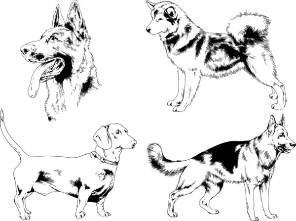 Desenhos Vetoriais Esboça Cães Pedigree Nas Prateleiras Desenhadas Tinta Mão —  Vetores de Stock