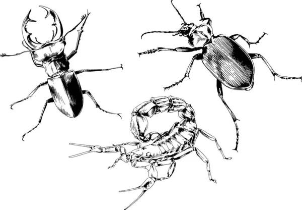 Vektorzeichnungen Skizzieren Verschiedene Insekten Käfer Skorpione Spinnen Mit Tusche Von — Stockvektor