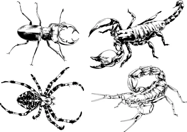 Vector Drawings Sketches Different Insects Bugs Scorpions Spiders Drawn Ink — Stock Vector