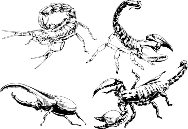 Vector Drawings Sketches Different Insects Bugs Scorpions Spiders Drawn Ink — Stock Vector