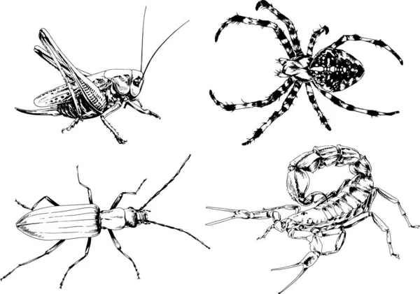 Dibujos Vectoriales Bocetos Insectos Diferentes Insectos Scorpions Arañas Dibujadas Con — Vector de stock