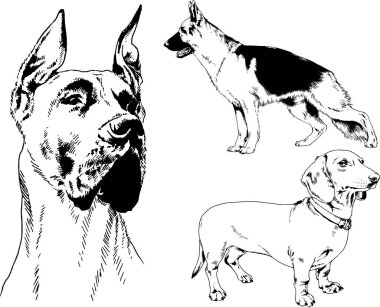 vektör çizim cins köpekler mürekkeple elle çizilmiş raflar içinde skeçler, arka plan ile obje