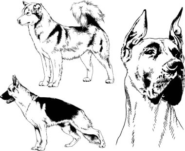 vektör çizim cins köpekler mürekkeple elle çizilmiş raflar içinde skeçler, arka plan ile obje