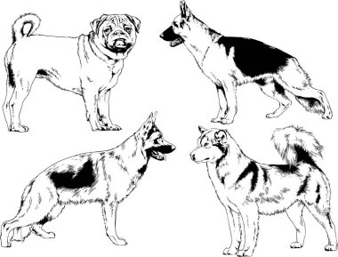 vektör çizim cins köpekler mürekkeple elle çizilmiş raflar içinde skeçler, arka plan ile obje