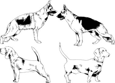 vektör çizim cins köpekler mürekkeple elle çizilmiş raflar içinde skeçler, arka plan ile obje