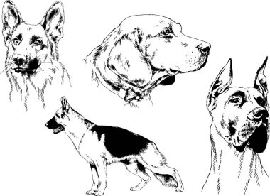 vektör çizim cins köpekler mürekkeple elle çizilmiş raflar içinde skeçler, arka plan ile obje