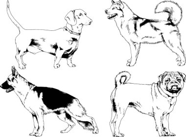vektör çizim cins köpekler mürekkeple elle çizilmiş raflar içinde skeçler, arka plan ile obje