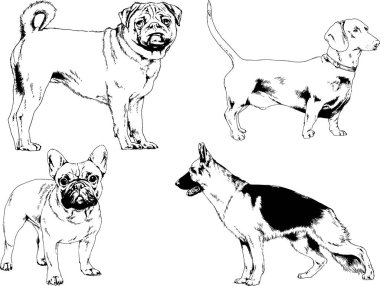 vektör çizim cins köpekler mürekkeple elle çizilmiş raflar içinde skeçler, arka plan ile obje