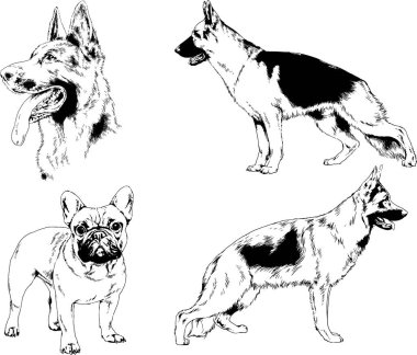vektör çizim cins köpekler mürekkeple elle çizilmiş raflar içinde skeçler, arka plan ile obje
