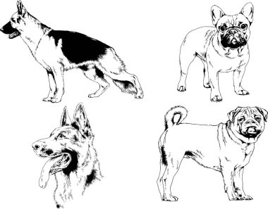 vektör çizim cins köpekler mürekkeple elle çizilmiş raflar içinde skeçler, arka plan ile obje