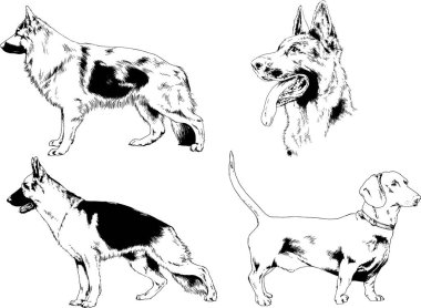 vektör çizim cins köpekler mürekkeple elle çizilmiş raflar içinde skeçler, arka plan ile obje