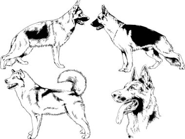 vektör çizim cins köpekler mürekkeple elle çizilmiş raflar içinde skeçler, arka plan ile obje