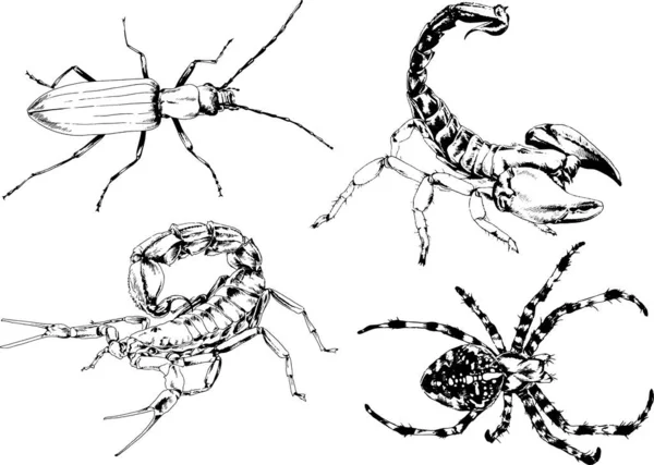 Vektorzeichnungen Skizzieren Verschiedene Insekten Käfer Skorpione Spinnen Mit Tusche Von — Stockvektor