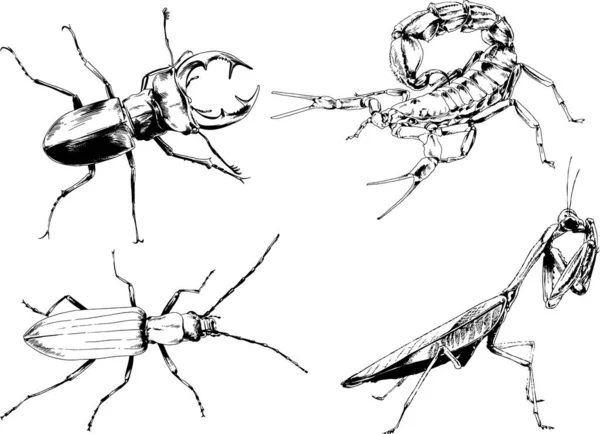 Vektorové Kresby Kreslí Různé Brouky Hmyzu Škorpióni Kreslení Inkoustem Rukou — Stockový vektor