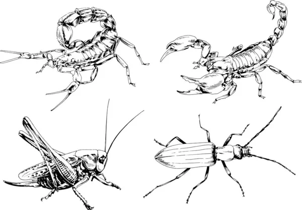 Desenhos Vetoriais Esboços Diferentes Insetos Insetos Escorpiões Aranhas Desenhadas Tinta —  Vetores de Stock