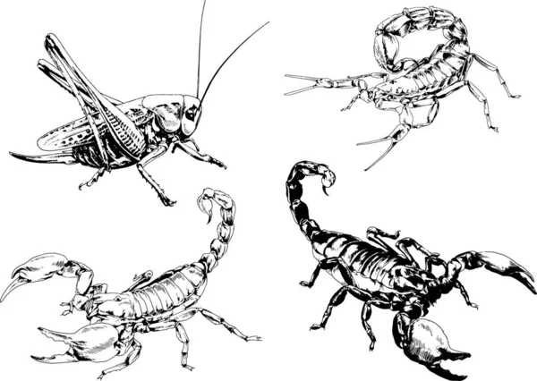 Disegni Vettoriali Schizzi Insetti Diversi Insetti Ragni Scorpioni Disegnati Mano — Vettoriale Stock