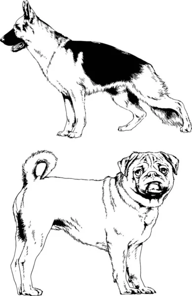 Disegni Vettoriali Schizzi Cani Pedigree Nei Rack Disegnati Inchiostro Mano — Vettoriale Stock