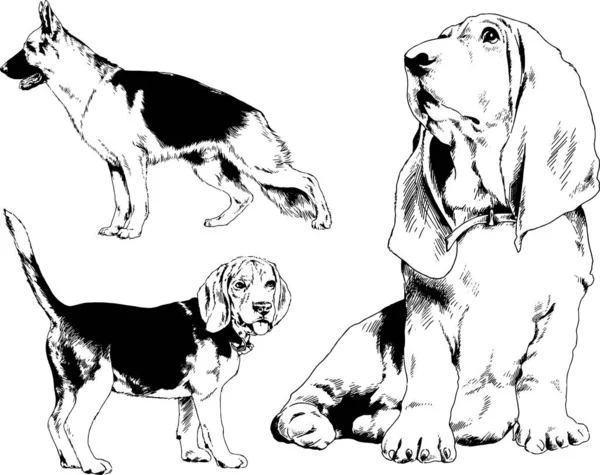 Διανυσματικά Σχέδια Σκίτσα Γενεαλογικών Σκύλων Για Ράφια Μελάνι Χειροποιήτο Αντικείμενα — Διανυσματικό Αρχείο