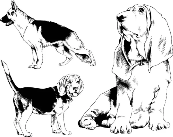 Disegni Vettoriali Schizzi Cani Pedigree Nei Rack Disegnati Inchiostro Mano — Vettoriale Stock