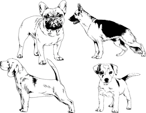 Dibujos Vectoriales Bocetos Pedigrí Perros Los Bastidores Dibujados Tinta Mano — Vector de stock