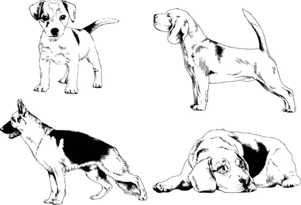 Dibujos Vectoriales Bocetos Pedigrí Perros Los Bastidores Dibujados Tinta Mano — Archivo Imágenes Vectoriales