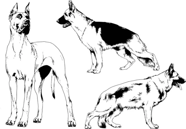 Desenhos Vetoriais Esboça Cães Pedigree Nas Prateleiras Desenhadas Tinta Mão —  Vetores de Stock