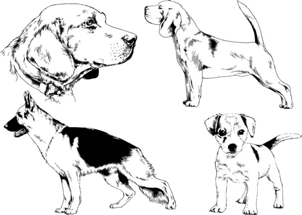 Dibujos Vectoriales Bocetos Pedigrí Perros Los Bastidores Dibujados Tinta Mano — Archivo Imágenes Vectoriales