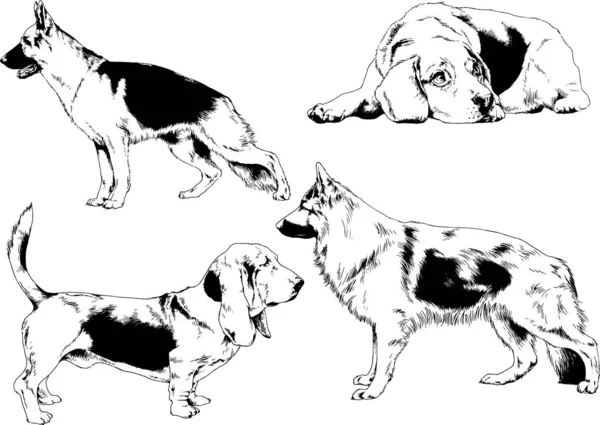 Dessins Vectoriels Croquis Chiens Pedigree Dans Les Supports Dessinés Encre — Image vectorielle