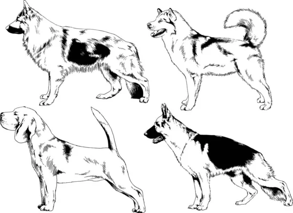 Desenhos Vetoriais Esboça Cães Pedigree Nas Prateleiras Desenhadas Tinta Mão — Vetor de Stock