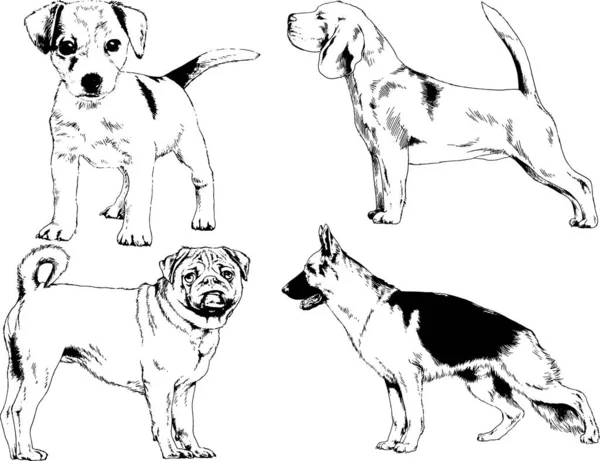 Dibujos Vectoriales Bocetos Pedigrí Perros Los Bastidores Dibujados Tinta Mano — Archivo Imágenes Vectoriales