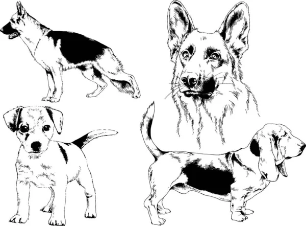 ベクター描画インクで手書きのラックの血統の犬をスケッチ 背景がないオブジェクト — ストックベクタ