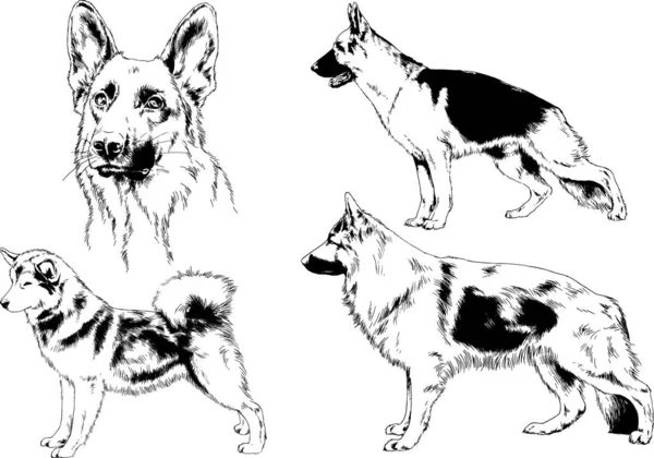 Desenhos Vetoriais Esboça Cães Pedigree Nas Prateleiras Desenhadas Tinta Mão —  Vetores de Stock